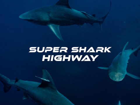 Super Shark Highway